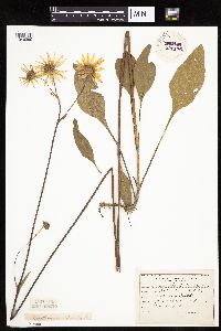 Helianthus occidentalis image