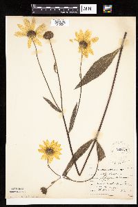Helianthus pauciflorus image