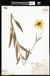 Helianthus pauciflorus image