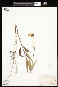 Helianthus pauciflorus image