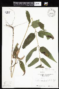 Helianthus hirsutus image