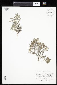 Gnaphalium uliginosum image