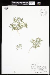 Gnaphalium uliginosum image