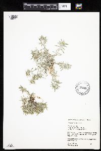 Gnaphalium uliginosum image