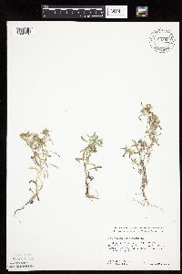 Gnaphalium uliginosum image