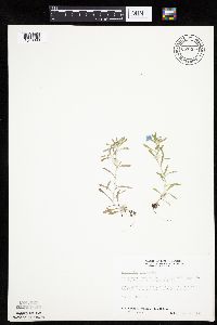 Gnaphalium uliginosum image