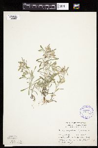 Gnaphalium uliginosum image