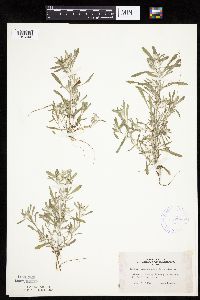 Gnaphalium uliginosum image