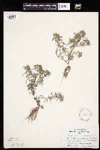 Gnaphalium uliginosum image