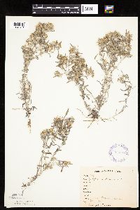 Gnaphalium uliginosum image