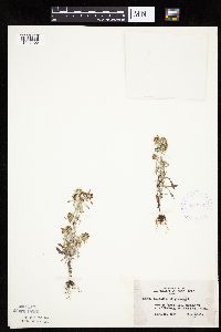 Gnaphalium uliginosum image