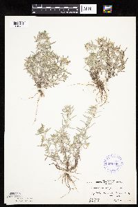 Gnaphalium uliginosum image