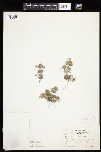Gnaphalium uliginosum image