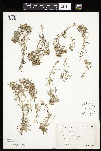 Gnaphalium uliginosum image