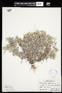 Gnaphalium uliginosum image