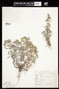 Gnaphalium uliginosum image