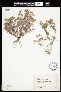 Gnaphalium uliginosum image