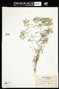 Gnaphalium uliginosum image