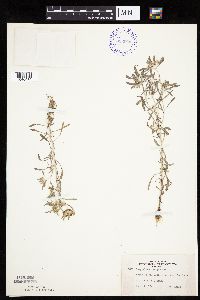 Gnaphalium uliginosum image