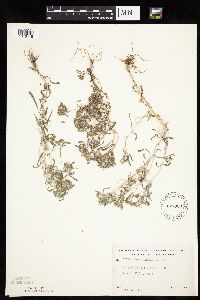 Gnaphalium uliginosum image