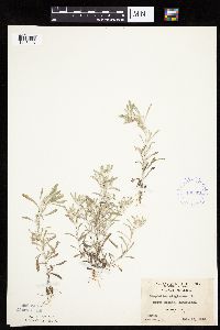 Gnaphalium uliginosum image