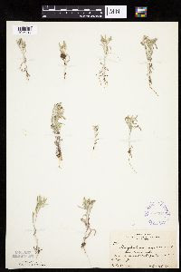 Gnaphalium uliginosum image