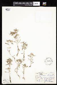Gnaphalium uliginosum image