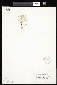 Gnaphalium uliginosum image