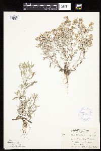 Gnaphalium uliginosum image