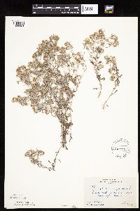 Gnaphalium uliginosum image