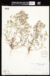 Gnaphalium uliginosum image