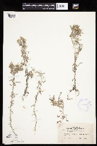 Gnaphalium uliginosum image