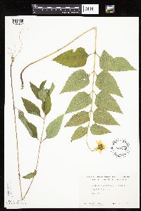 Heliopsis helianthoides image