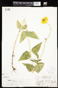 Heliopsis helianthoides image