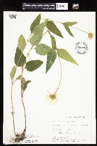 Heliopsis helianthoides image