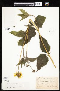 Heliopsis helianthoides image