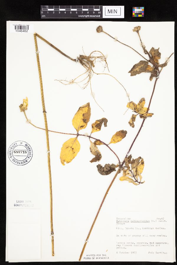 Heliopsis helianthoides image