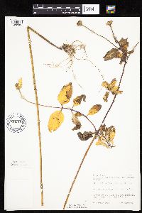 Heliopsis helianthoides var. scabra image