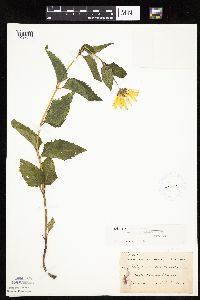 Heliopsis helianthoides image