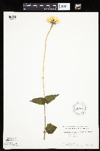 Heliopsis helianthoides image