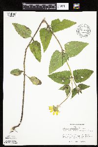 Heliopsis helianthoides image