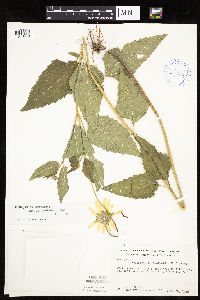 Heliopsis helianthoides image