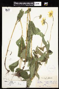 Heliopsis helianthoides image