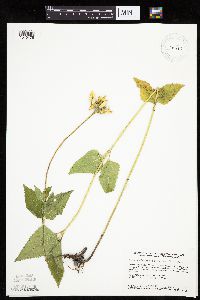 Heliopsis helianthoides image