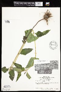 Heliopsis helianthoides var. scabra image