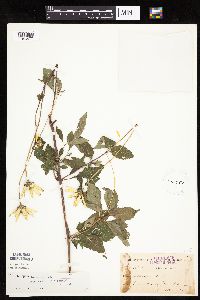 Heliopsis helianthoides image