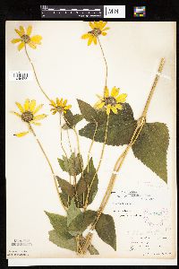 Heliopsis helianthoides image