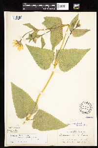 Heliopsis helianthoides image