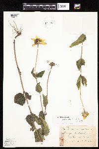 Heliopsis helianthoides image