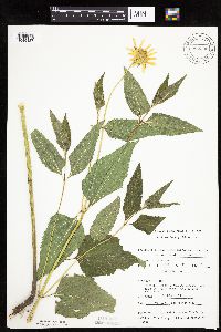 Heliopsis helianthoides var. scabra image